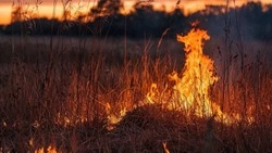 Торфяной пожар у берега Изменчивого потушили за полчаса