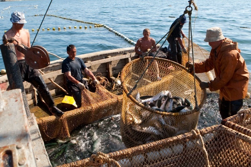 Первые уловы