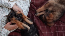 30 ноября — Всемирный день домашних животных. На Сахалине растет число бездомных собак