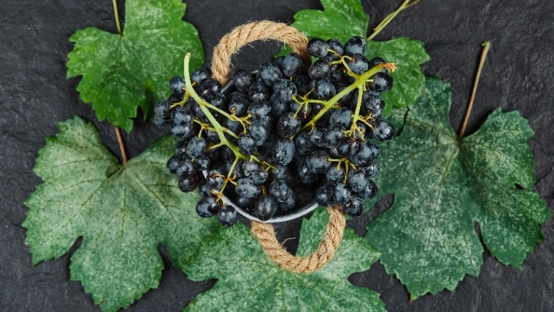 Полезная, но не для всех: что следует знать о черной смородине