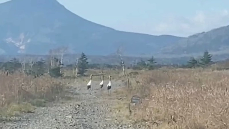 «Болото журавлей»: стаю редких японских птиц запечатлели на Южных Курилах