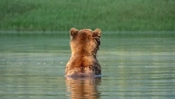 Видеофакт: люди и медвежонок рыбачили по разные стороны реки на юге Сахалина
