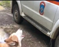 Пес помог двум заблудившимся грибникам выбраться из леса на Дальнем Востоке