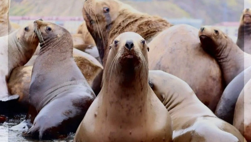 Валерий Лимаренко посоветовал провести выходной с сивучами на Сахалине