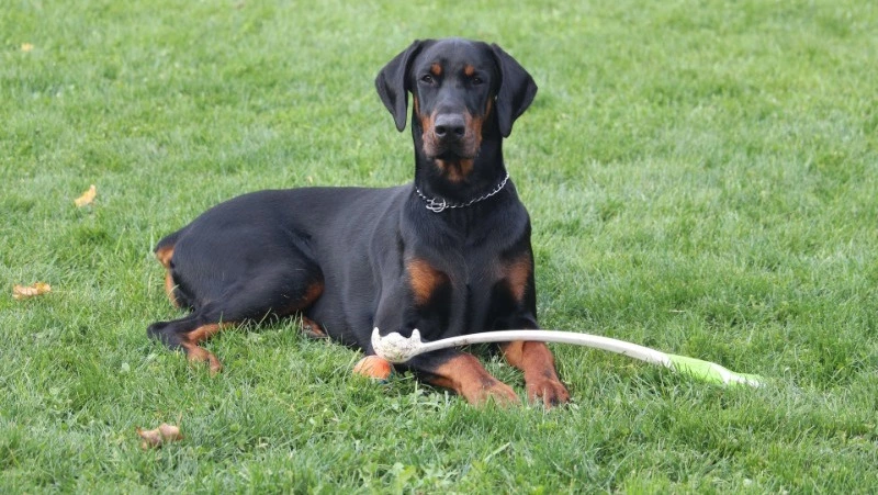 Доберман на самовыгуле напал на ребенка в Дальнем