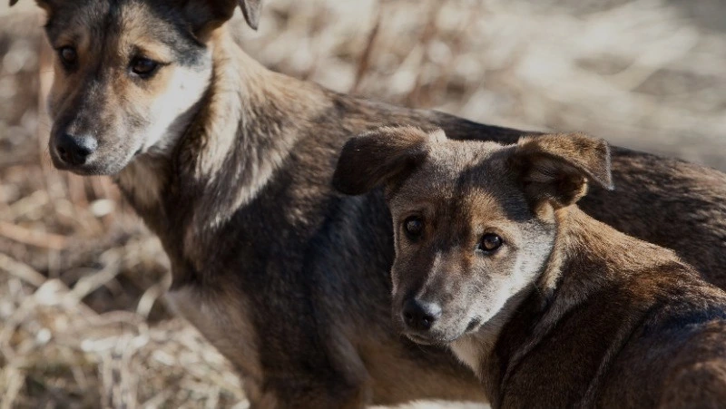 Между законом и состраданием