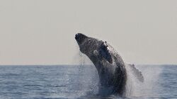 Нефтяники на Сахалине остановили производство, чтобы пропустить в море серых китов