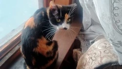 Кошка из тюрьмы на севере Сахалина обрела счастливый дом