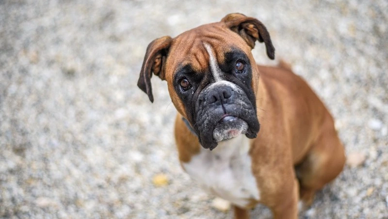 Мифы и факты про домашних питомцев