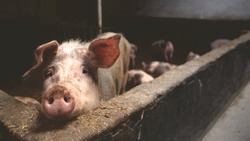 На Сахалине мясокомбинат расширит площади для спокойствия свиноматок