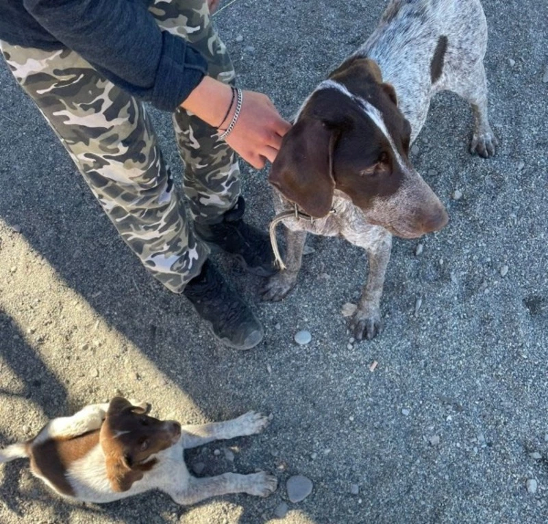 Собаку немецкой породы с щенком встретили блуждающими у мыса Великан