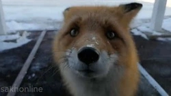 Лисы ходят строем за пирожками и лакомствами на предприятие в Ногликах