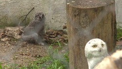 Первенец появился в семье полярных сов в сахалинском зоопарке