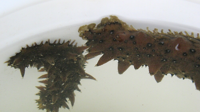 Два завода по выращиванию гидробионтов появятся в Сахалинской области в этом году