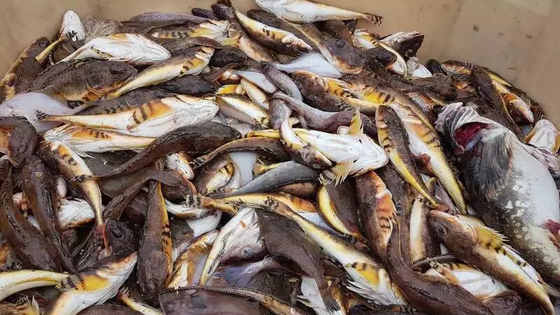 Промысловые компании Сахалина начали реализовывать свежую рыбу