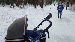 Жительница Южно-Сахалинска показала на видео самую наглую кедровку в парке