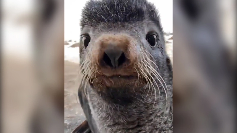 Видеограф поиграл с малышом сивуча на Сахалине