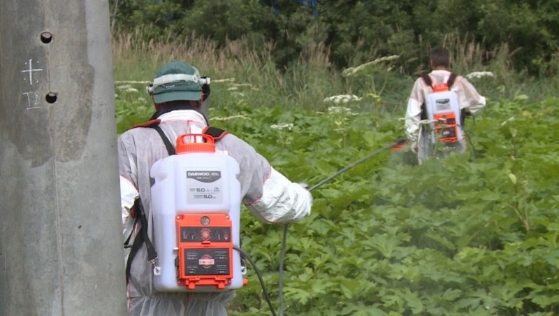 В Южно-Сахалинске и поблизости борщевик заполонил собой больше 200 гектаров