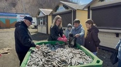 Жителям Углегорска и Шахтерска бесплатно раздали 4 тонны мойвы