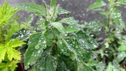 Дождь и похолодание: прогноз погоды в Южно-Сахалинске 3 августа 