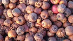 «Одна гниль». Продавцы выбрасывают ящики фруктов из-за небывалой жары на Сахалине