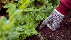 Лунный календарь огородника и садовода на июль 2024 года