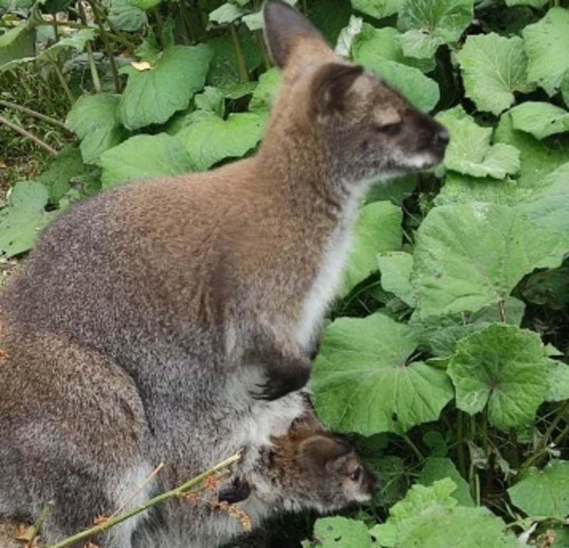 Первого кенгуренка, который родился на Сахалине, показали гостям зоопарка