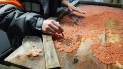 Рыбоводы Сахалина заложили более 1 млрд икринок