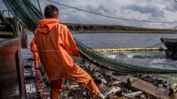 «Корюшка, креветка, палтус и мойва»: сахалинские рыбаки выбрали ряд промысловых объектов 