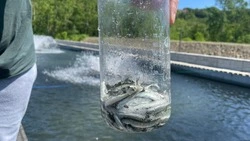 Миллионы мальков лосося отправились в свободное плавание в Поронайском районе