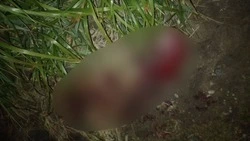 Стан в Охе превратился в кровавую бойню для бездомных собак