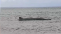 Сахалинцы пытаются спасти кита, которого выбросило на мель на севере острова