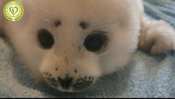 На берегу Сахалина нашли детеныша тюленя