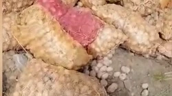 Десятки мешков картофеля выбросили на Сахалине. «Люди были в шоке»