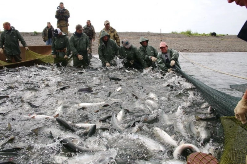 Сахалинская область нарастила добычу красной рыбы