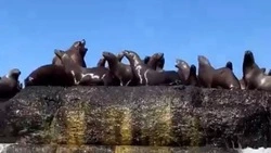 «Вопиющий случай!»: перевозчика туристов в Невельске привлекут к ответственности