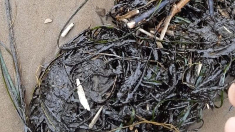 Берег Сахалина усыпали водоросли в нефтепродуктах