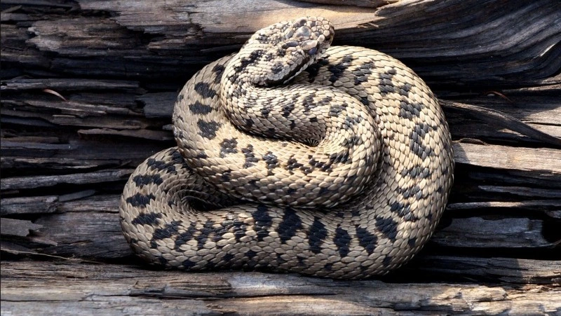 Ядовитая угроза