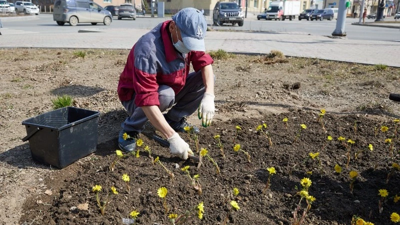 В одном из скверов Южно-Сахалинска впервые высадили подснежники 