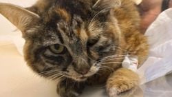 Неизвестные выкинули беременную кошку с третьего этажа на Сахалине
