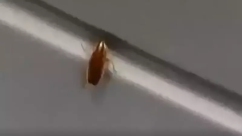 «Таракааан!»: жители Южно-Сахалинска встретили неприятного гостя на рыночной полке с мясом