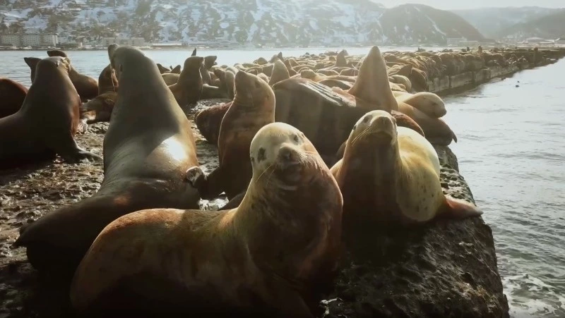 Первую в году «тусовку» сивучей у берегов Невельска сняли на видео