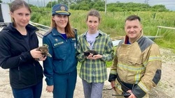 Жизни четверых котят спасли из пожара в Южно-Сахалинске с помощью «минуты тишины»
