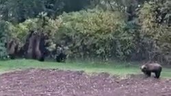 Семья медведей вышла к дачным участкам за урожаем к северу от Сахалина