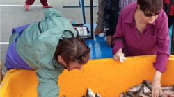 Доступную рыбу в Южно-Сахалинск везут два поставщика