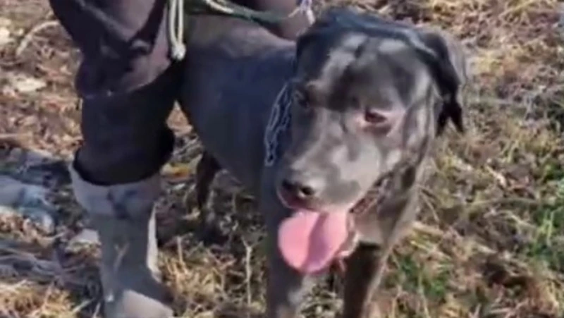 Привязанную к арматуре собаку спасли жители Поронайска