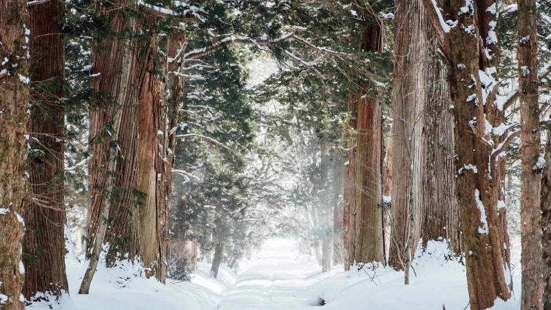 Погода в Южно-Сахалинске 29 января: -7 градусов и слабый ветер