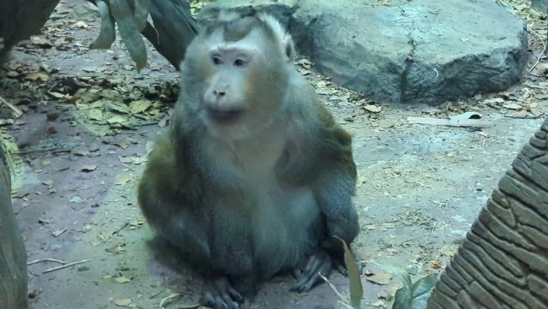 Свинохвостый макак Сахалинского зоопарка отпразднует 23-летие в 2024 году