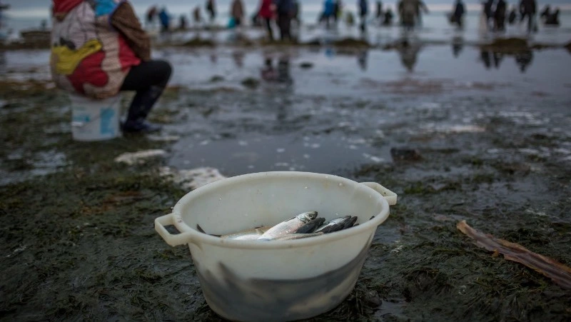 Ученые дали оптимистичный прогноз на вылов сельди в Сахалинской области