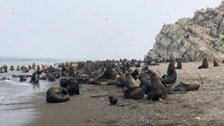 Остров Тюлений очистят от мусора по решению суда